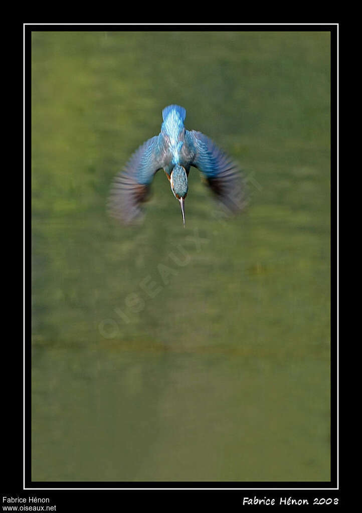 Common Kingfisher male adult, Flight