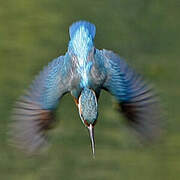 Common Kingfisher