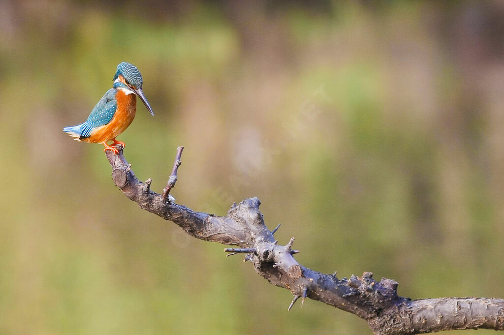 Common Kingfisher male adult