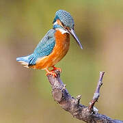 Common Kingfisher