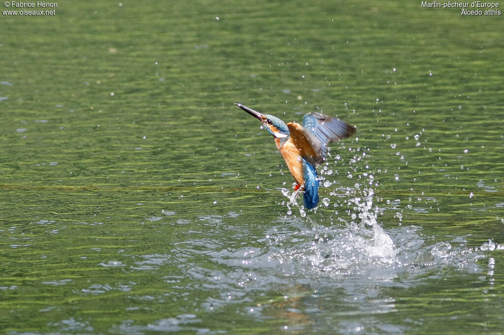 Common Kingfisher male adult