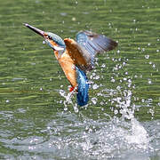 Common Kingfisher