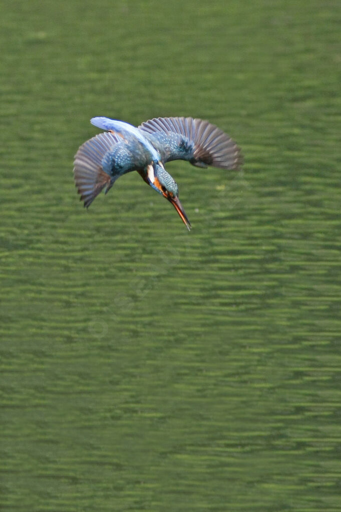 Common Kingfisher, Flight