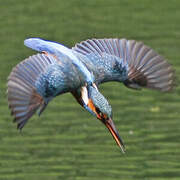 Common Kingfisher