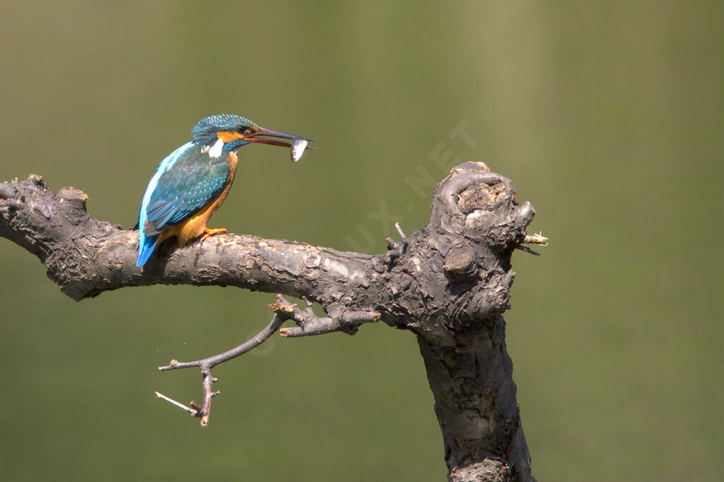 Common Kingfisher female adult