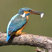 Common Kingfisher