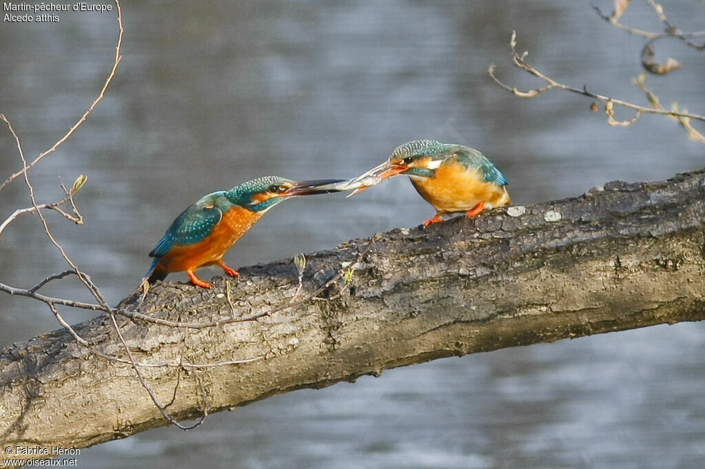 Common Kingfisher, Behaviour