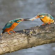 Common Kingfisher