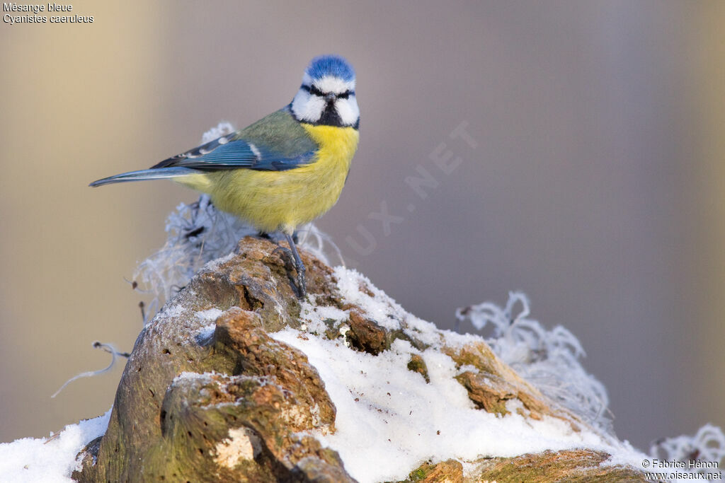 Eurasian Blue Titadult, identification