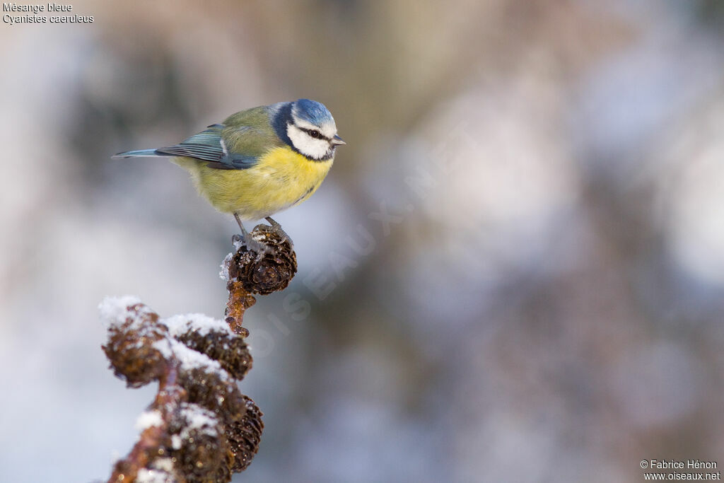 Eurasian Blue Tit male adult, identification