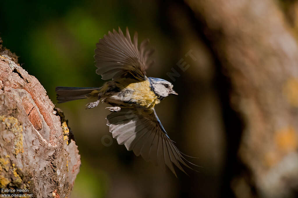 Eurasian Blue Titadult, Flight, Reproduction-nesting