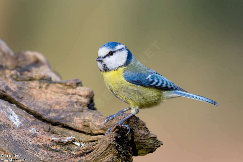 Eurasian Blue Tit male adult breeding, identification