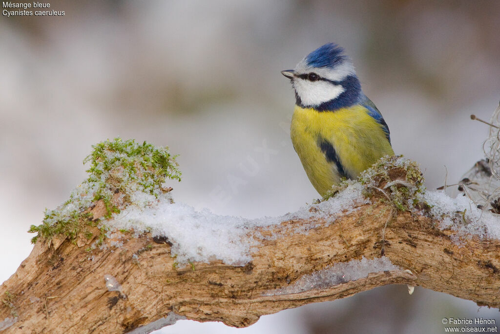 Eurasian Blue Tit male adult, identification