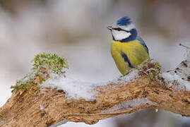 Mésange bleue