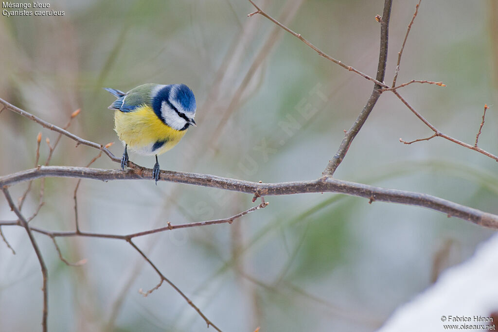 Eurasian Blue Tit female adult, identification