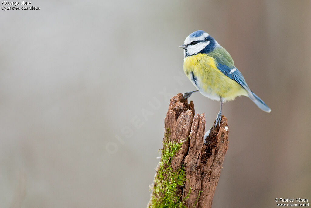 Mésange bleue mâle adulte, identification