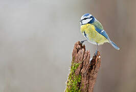 Eurasian Blue Tit