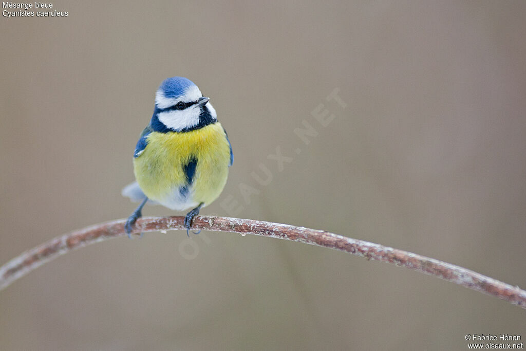 Eurasian Blue Titadult, identification