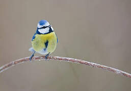 Eurasian Blue Tit