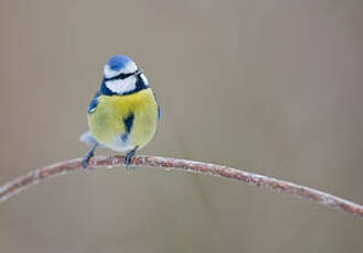 Mésange bleue