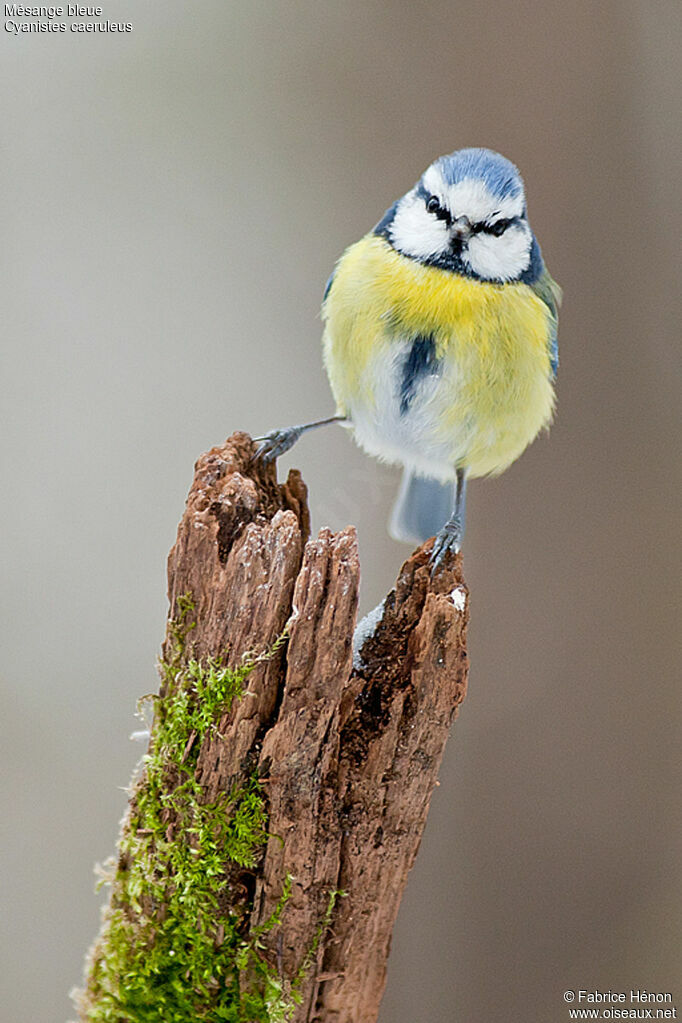 Eurasian Blue Titadult, identification