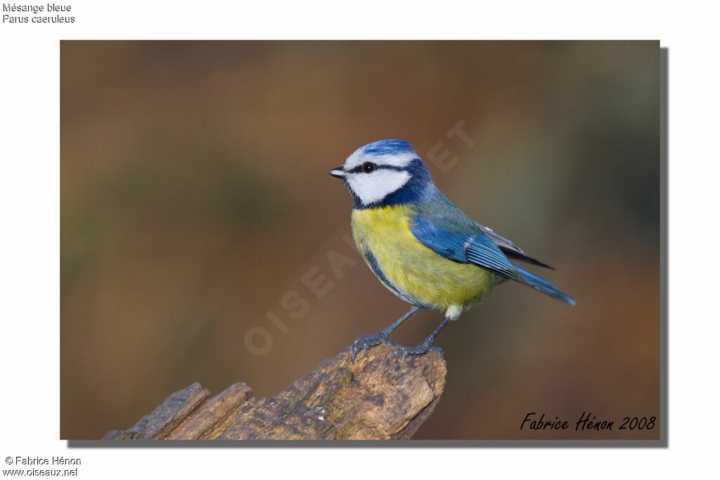 Eurasian Blue Tit male adult