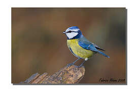 Eurasian Blue Tit