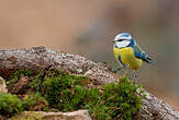 Mésange bleue