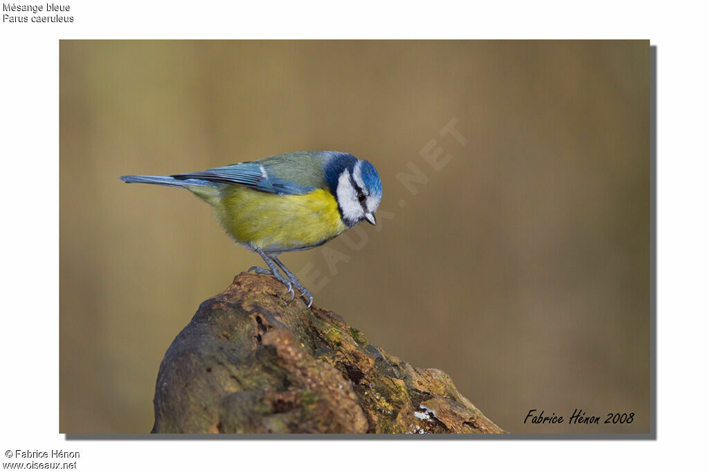 Eurasian Blue Tit male adult