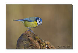 Mésange bleue