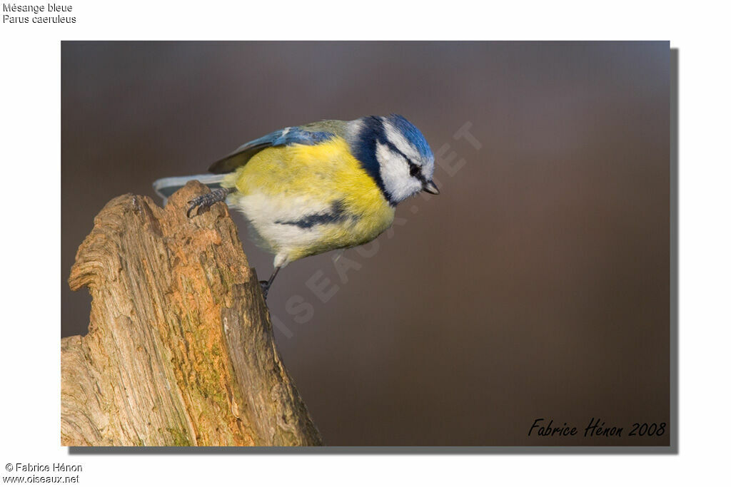 Mésange bleue femelle