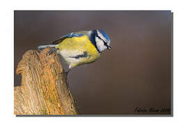 Eurasian Blue Tit