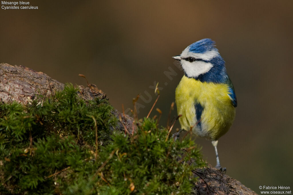 Mésange bleue mâle adulte, identification