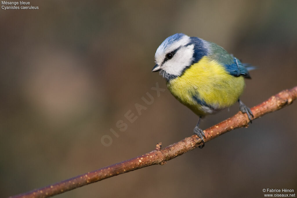 Eurasian Blue Tit female adult, identification