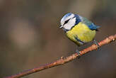 Mésange bleue