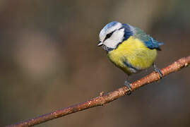 Eurasian Blue Tit