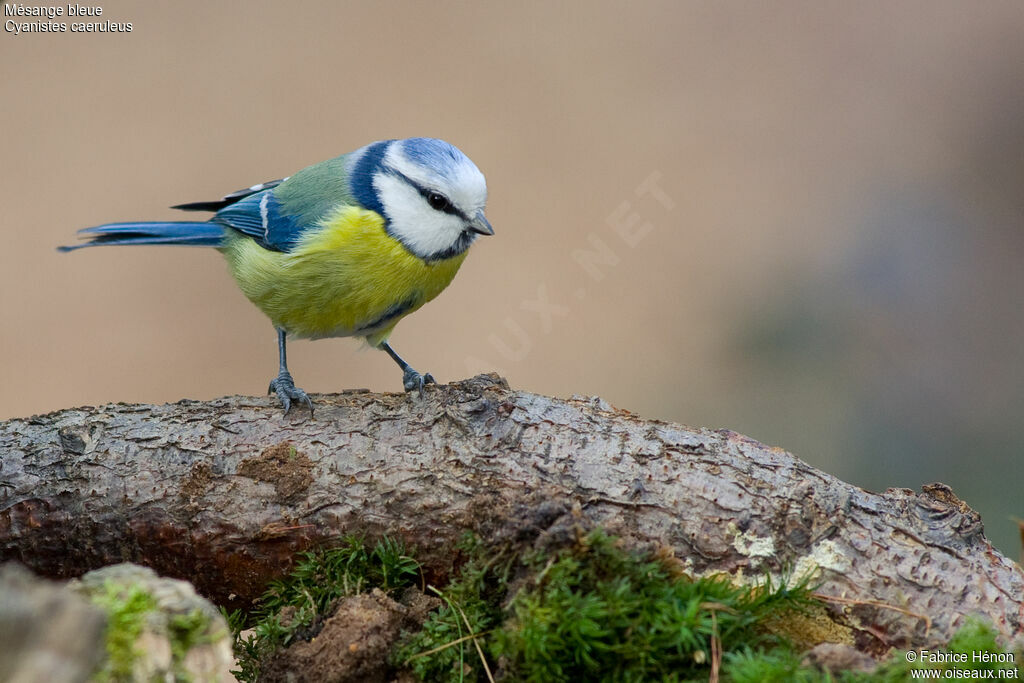 Mésange bleue femelle adulte, identification