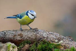 Mésange bleue