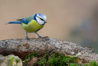 Mésange bleue