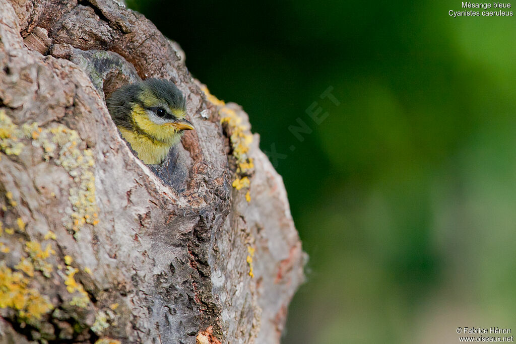 Eurasian Blue TitFirst year, Reproduction-nesting