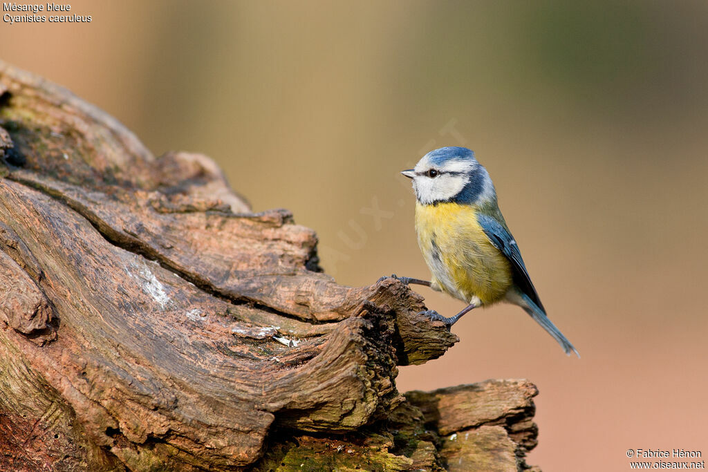 Eurasian Blue Tit female adult