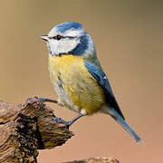 Mésange bleue