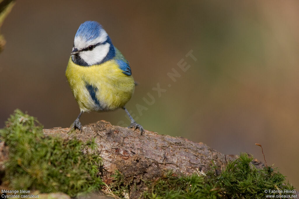 Eurasian Blue Titadult, identification