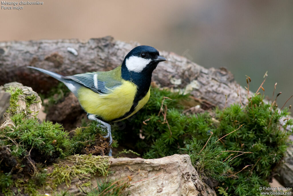 Mésange charbonnièreadulte, identification