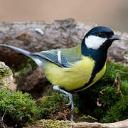 Great Tit