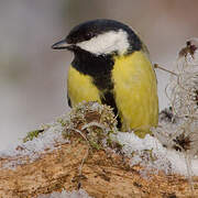 Great Tit