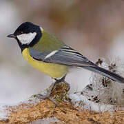 Great Tit