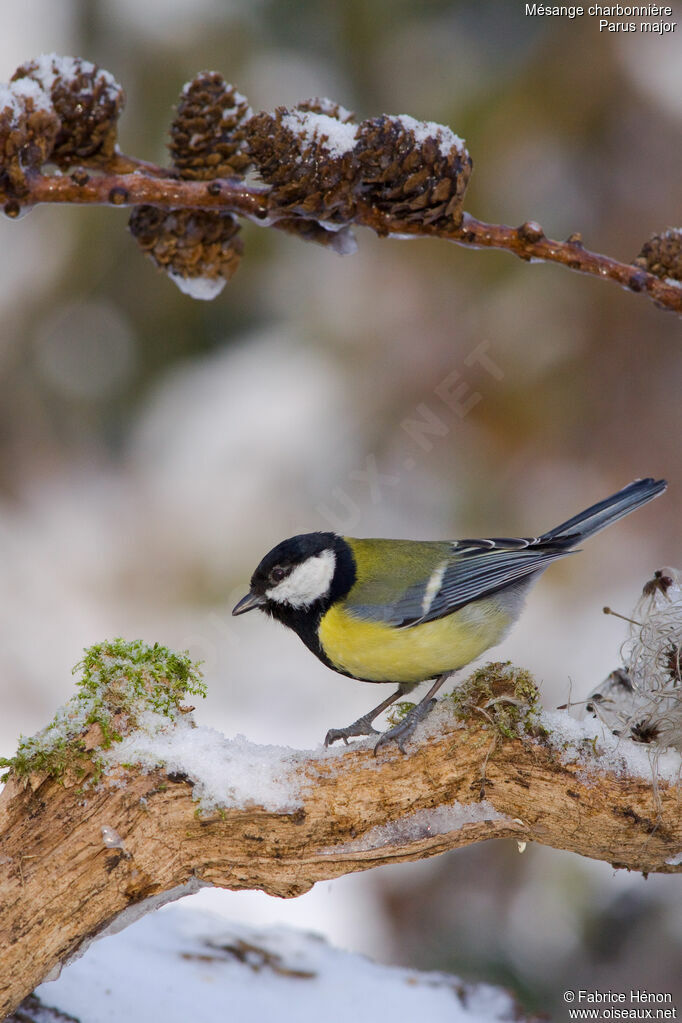 Mésange charbonnièreadulte