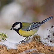 Mésange charbonnière