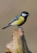 Great Tit